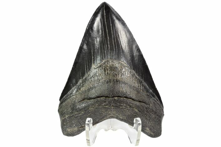 Serrated, Fossil Megalodon Tooth - Black Enamel #87091